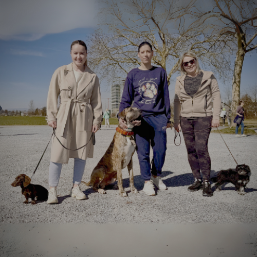 Gruppentraining | CalmDog | Dübendorf | Zumikon | Linthebene