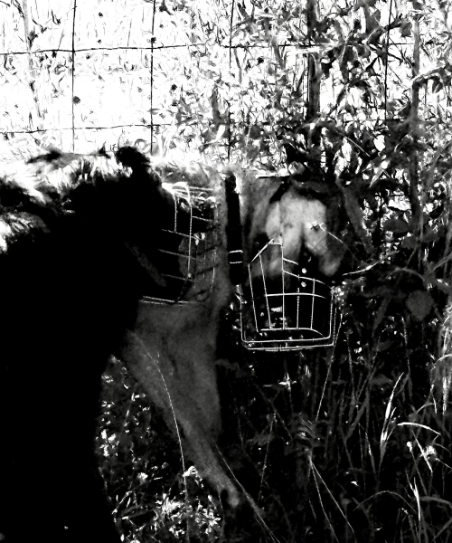 Angst und Aggression bei Hunden | Calmdog hilft | Dübendorf | Zumikon | Linthebene