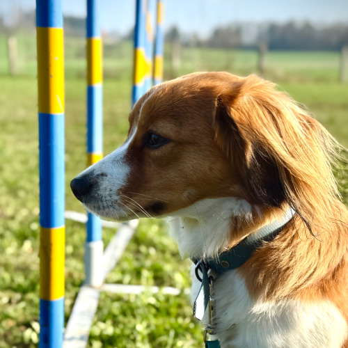 Problemhund | CalmDog | Dübendorf | Zumikon | Linthebene