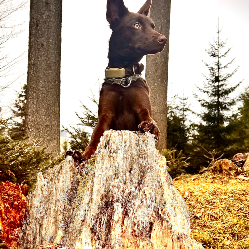 Resozialisierung von Problemhund | CalmDog | Zürich | Dübendorf | Zumikon | Linthebene