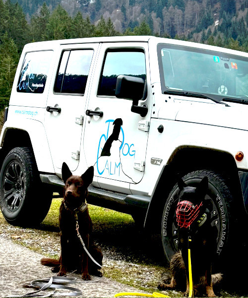 CalmDog Jeep | Calmdog | Dübendorf | Zumikon | Linthebene