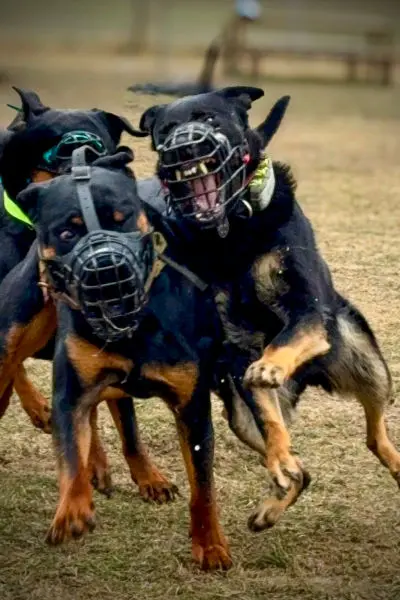 Hundeschule | Problemhund | Aggression | Angst | Zürich | Dübendorf