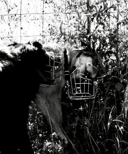 Hundeschule | Problemhund | Aggression | Angst | Zürich | Dübendorf