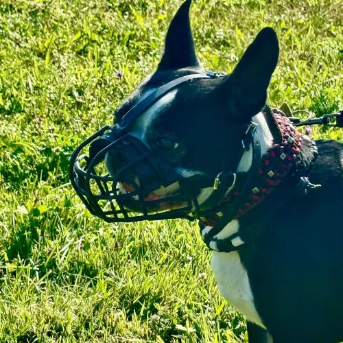 Hundeschule | Problemhund | Aggression | Angst | Zürich | Dübendorf