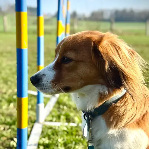 Problemhund | CalmDog | Dübendorf | Zumikon | Linthebene
