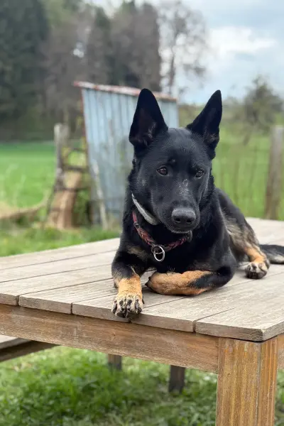 Resozialisierung von Problemhund | CalmDog | Zürich | Dübendorf | Zumikon | Linthebene