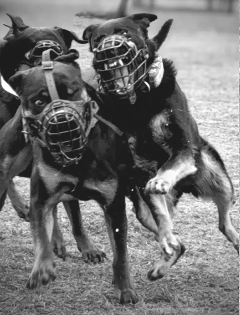 Aggression bei Hunden | ProblemHunde