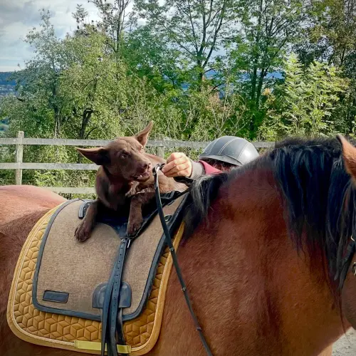 Horus unser Rescue Hund | Calmdog | Dübendorf | Zumikon | Linthebene