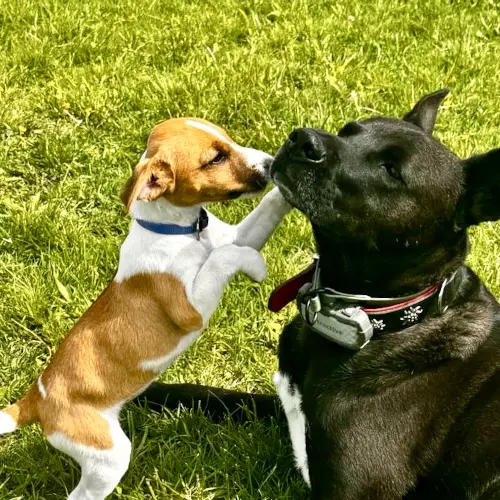 Hundetrainer | Hundeschule | Dübendorf | Zumikon | Zürich