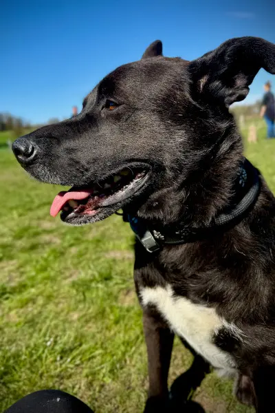 Horus unser Rescue Hund | Calmdog | Dübendorf | Zumikon | Linthebene