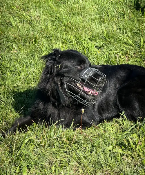 Problemhund | CalmDog | Dübendorf | Zumikon | Linthebene