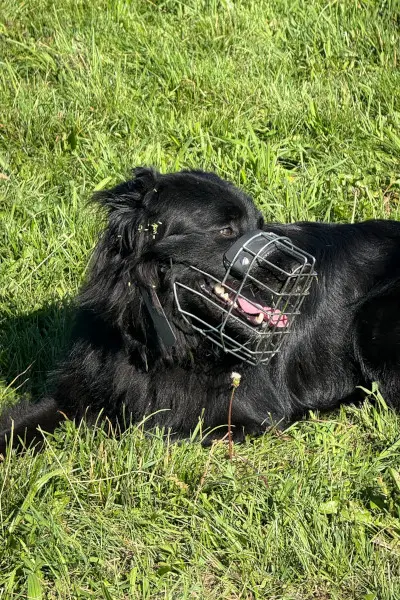 Problemhund | CalmDog | Dübendorf | Zumikon | Linthebene