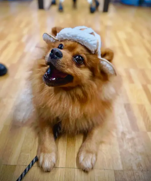 Pomeranian | CalmDog | Dübendorf | Zumikon | Linthebene