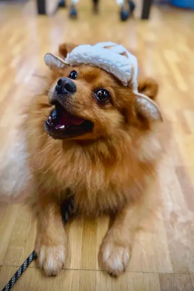 Pomeranian | CalmDog | Dübendorf | Zumikon | Linthebene