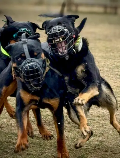 Aggression bei Hunden, Problemhunde | Calmdog hilft | Dübendorf | Zumikon | Linthebene